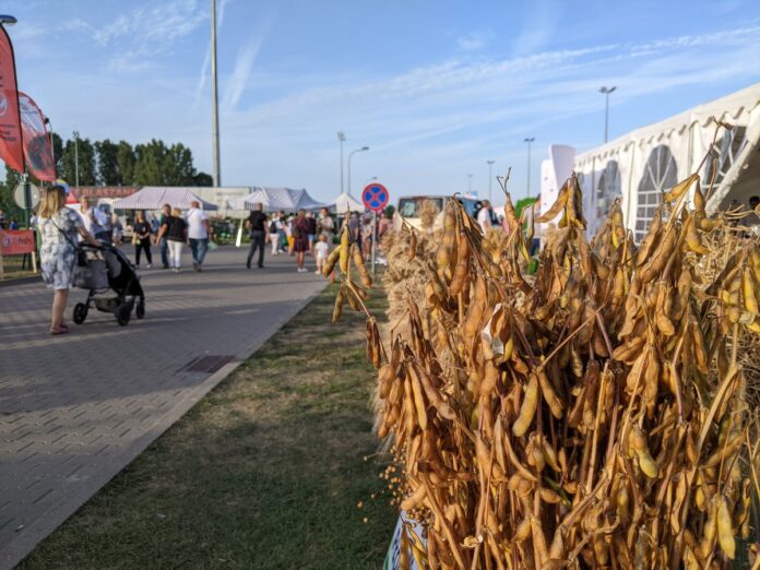 Snopek zboża, a w tle spacerujący ludzie